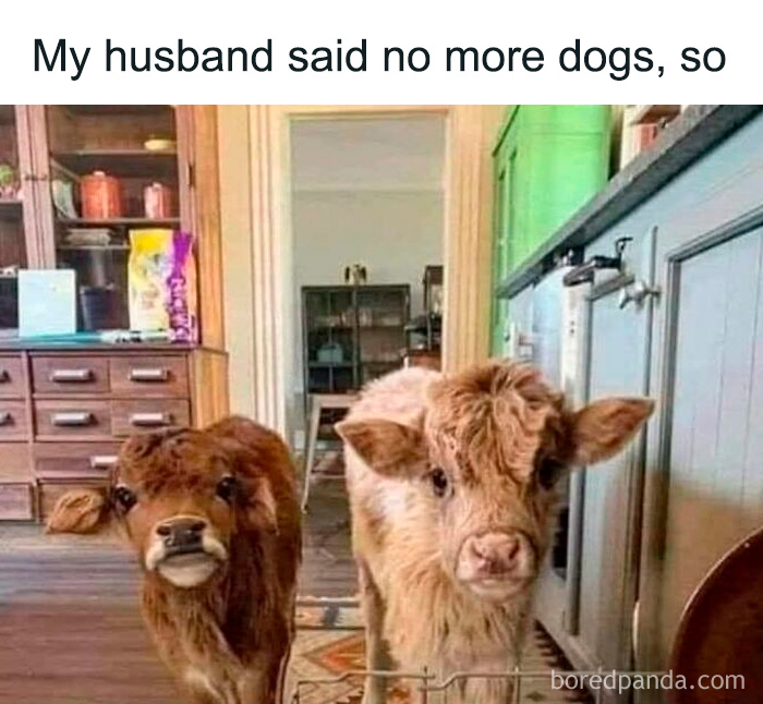 Two cute calves inside a home with a humorous caption about no more dogs, sweet animal memes to smile today.