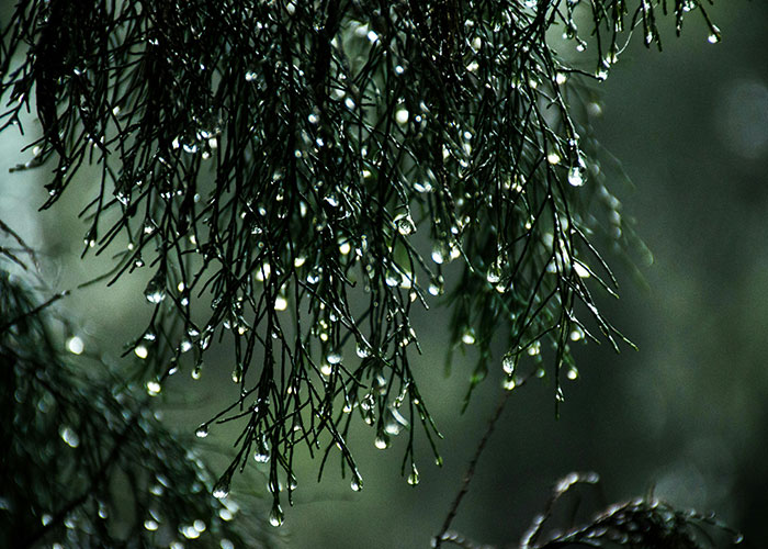 Close-up of wet pine needles with raindrops, illustrating nature's wacky stories that people hope someone will believe.