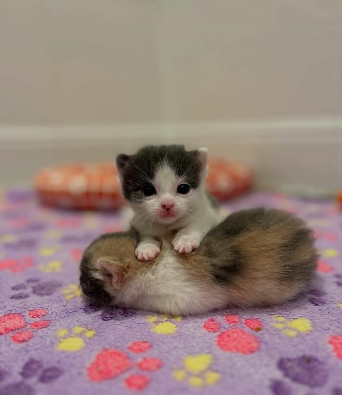Two adorable kittens on a colorful paw print blanket, showcasing the natural comedy of cats in a viral moment.