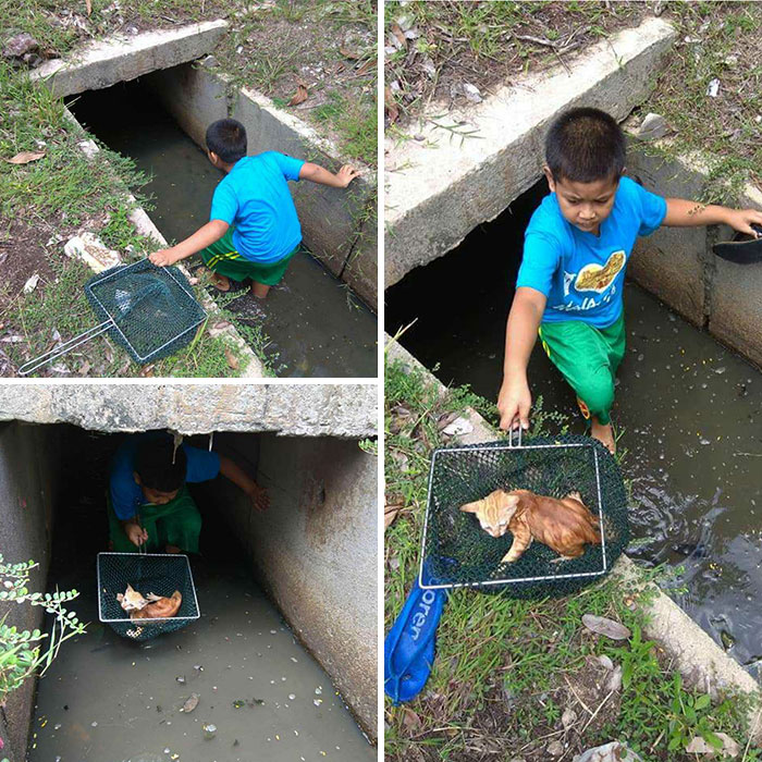 Young boy rescuing an orange kitten from a flooded drain, showcasing important animal images of human-animal bonds.