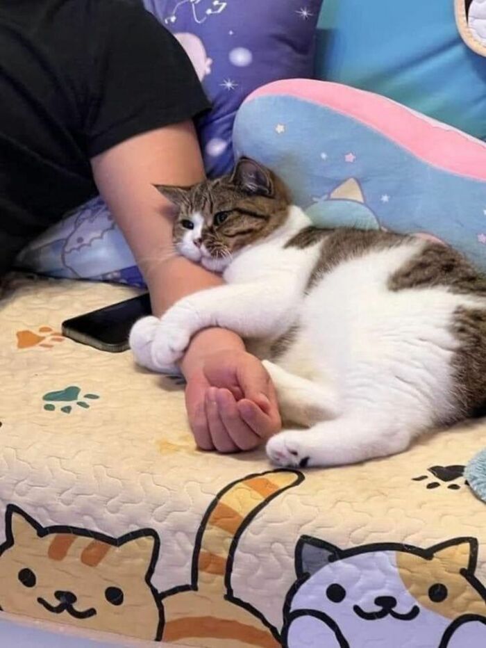 Cat cuddling with a person on a bed covered with cat-themed bedding showing natural comedians at play.