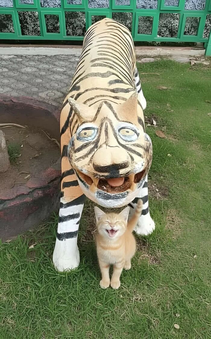 Kitten standing happily in front of a humorous tiger statue, capturing a hilarious moment with animals outdoors.