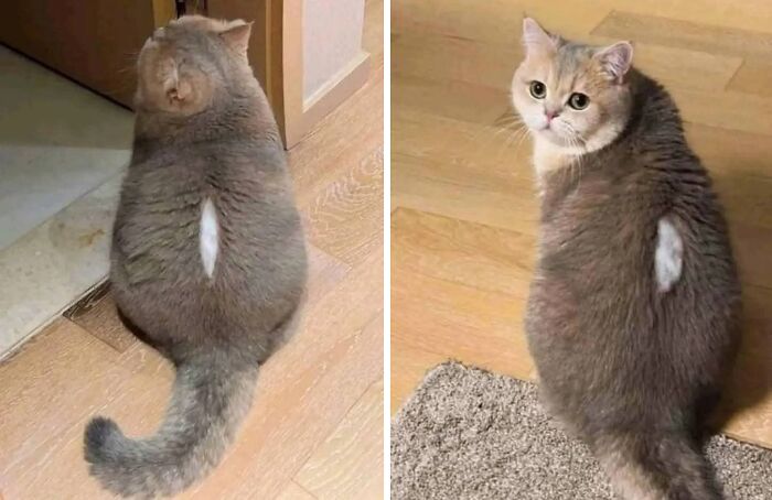 A fluffy cat with a unique white patch on its back sitting on a wooden floor in hilarious moments caught on camera.
