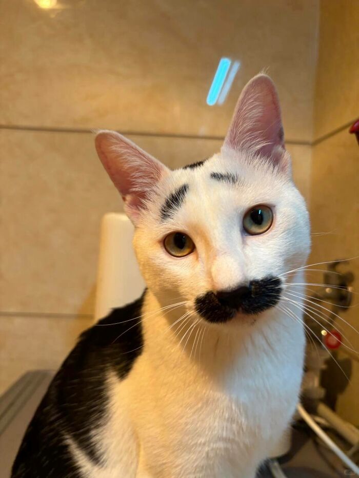 Cat with black fur resembling a mustache and eyebrows, showcasing natural comedic expression in a close-up indoor setting.