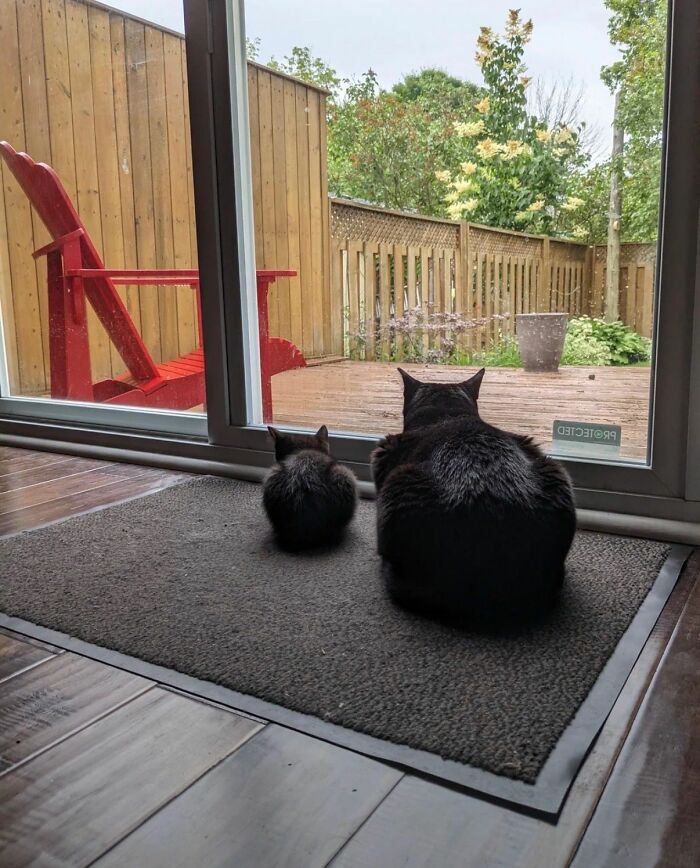 Two cats sitting side by side looking out a glass door, showcasing natural cat comedians in a peaceful home setting.
