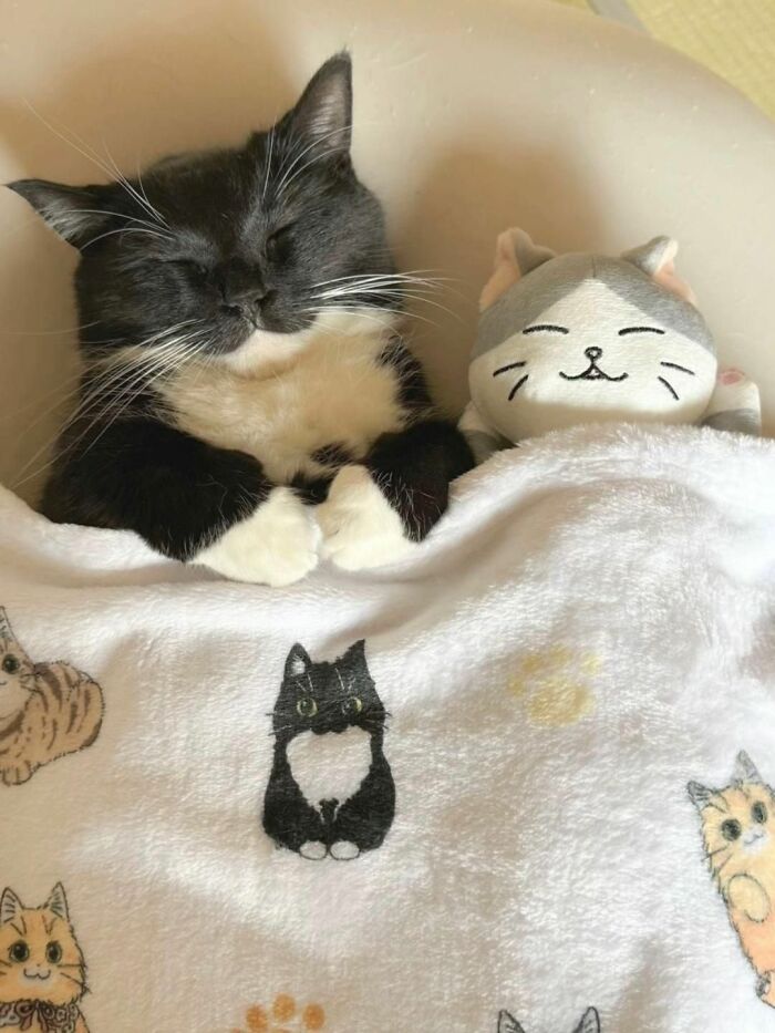 Black and white cat tucked in bed next to a smiling cat plush, showing cats as natural comedians in a cozy setting