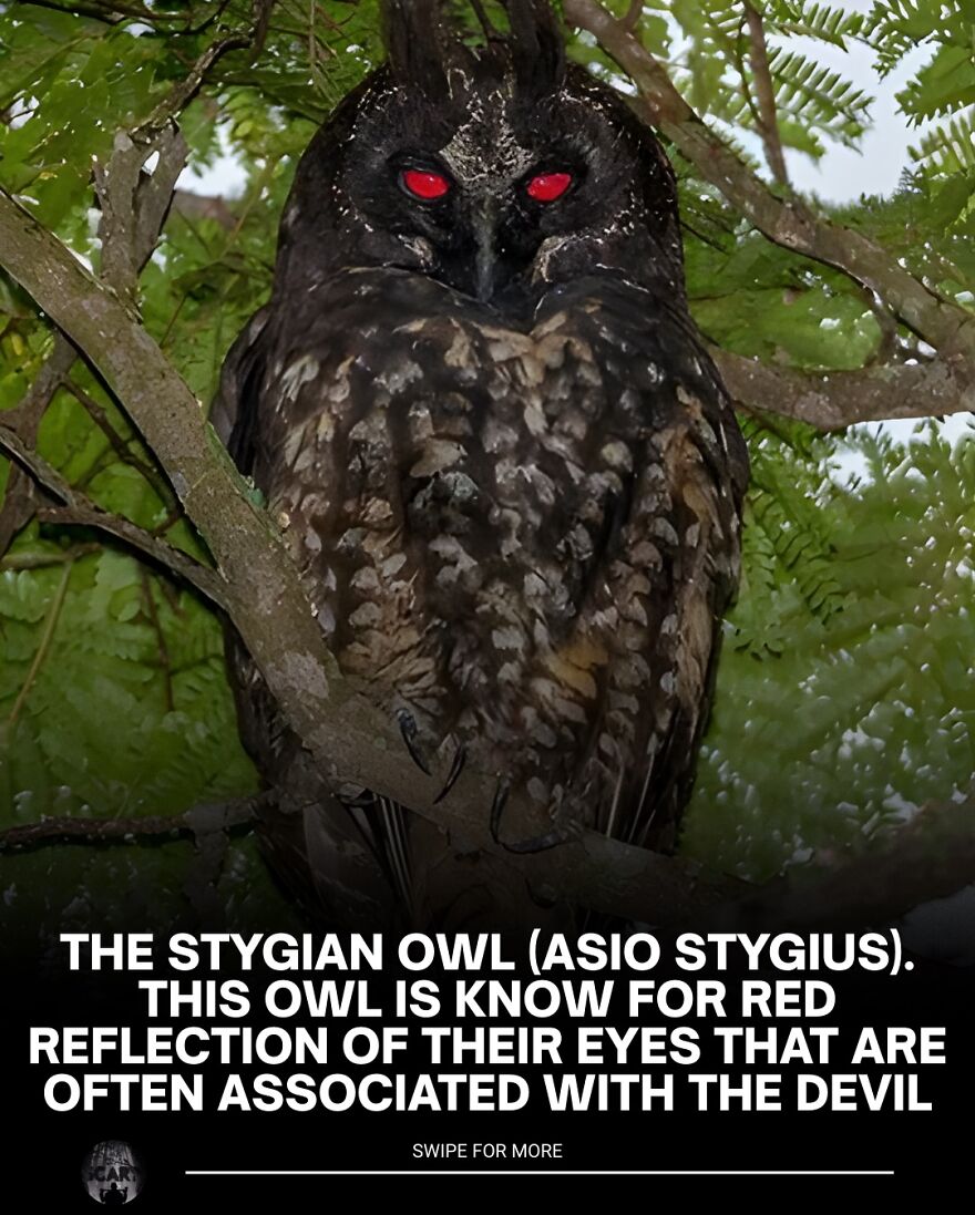 Stygian owl with red reflective eyes perched on a tree, evoking eerie and scary bones are wet vibes.