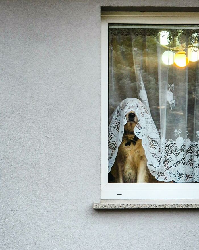 Golden retriever peeking out of a window partially covered by a lace curtain, showcasing adorable dogs caught peeking out of windows.