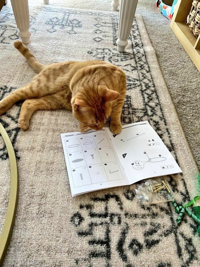 Orange tabby cat lying on a carpet, intently looking at an instruction manual and small hardware pieces nearby.
