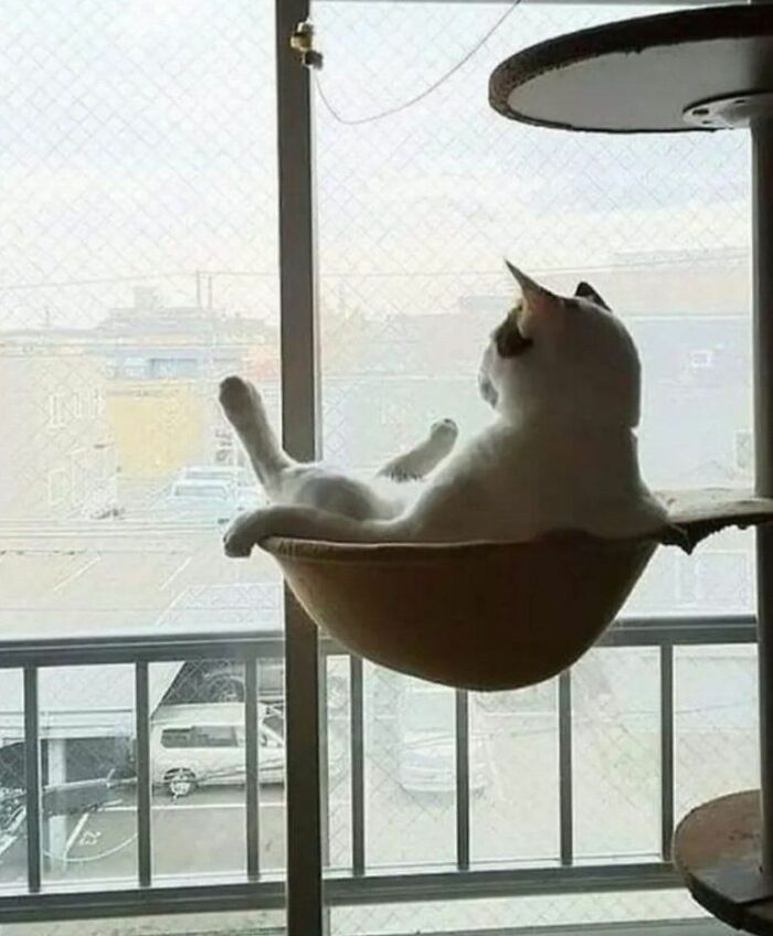 Cat lounging in a hanging basket by a window, showcasing natural comedian behavior in a relaxed pose indoors.