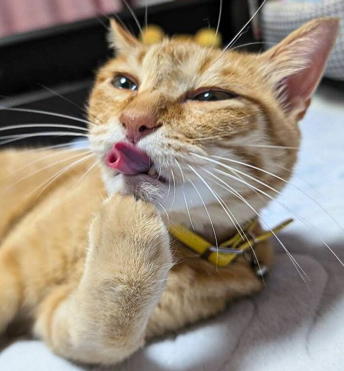 Close-up of a ginger cat licking its paw, showcasing the natural comedian behavior of cats in a viral moment.