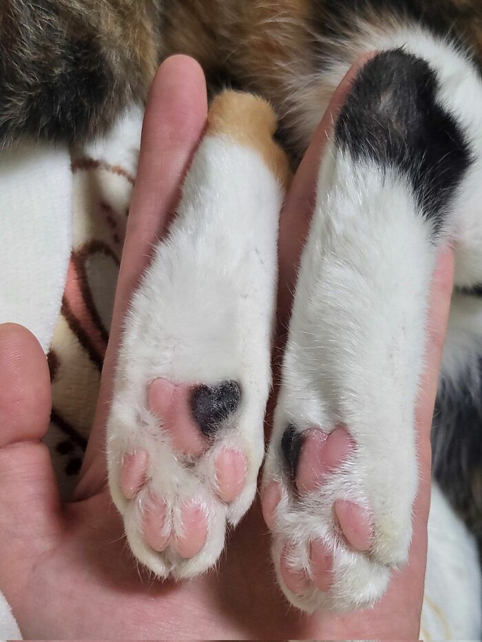 Close-up of two cat paws with heart-shaped black pads held gently in a human hand, showing natural feline charm.