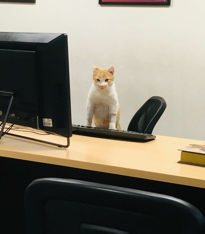 Orange and white cat sitting at an office desk looking at a computer screen, showcasing cats as natural comedians.