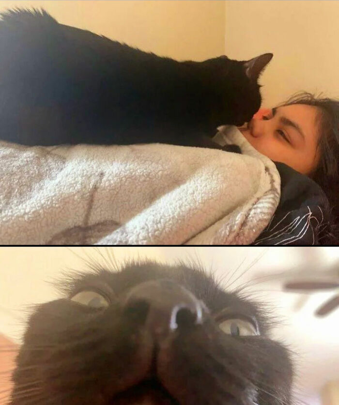 A black cat cuddling with a person and a close-up of the cat's funny face, showcasing natural cat comedians.