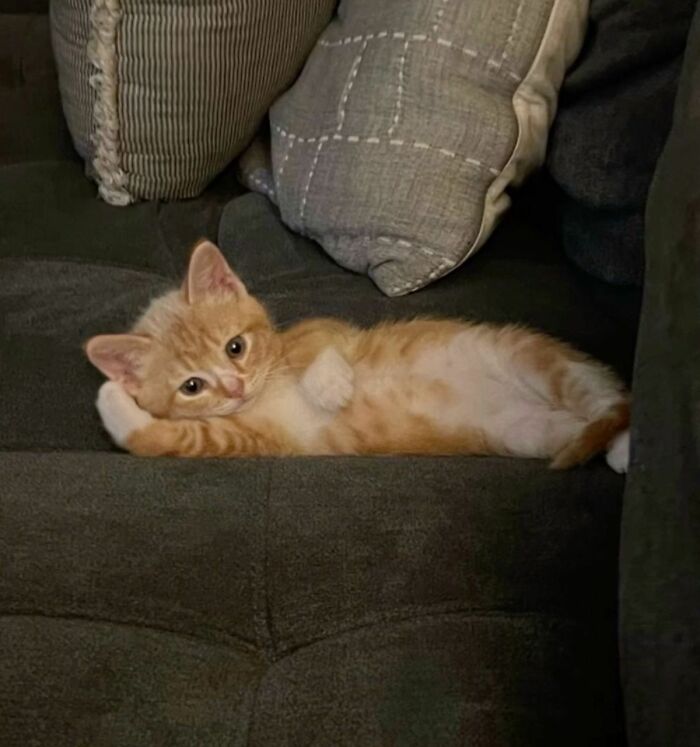 Orange tabby kitten lying on its side on a dark couch, showcasing cats as natural comedians in a viral Facebook page.