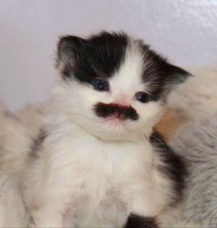 Black and white kitten with a unique mustache pattern, showcasing why cats are natural comedians on viral Facebook pages.