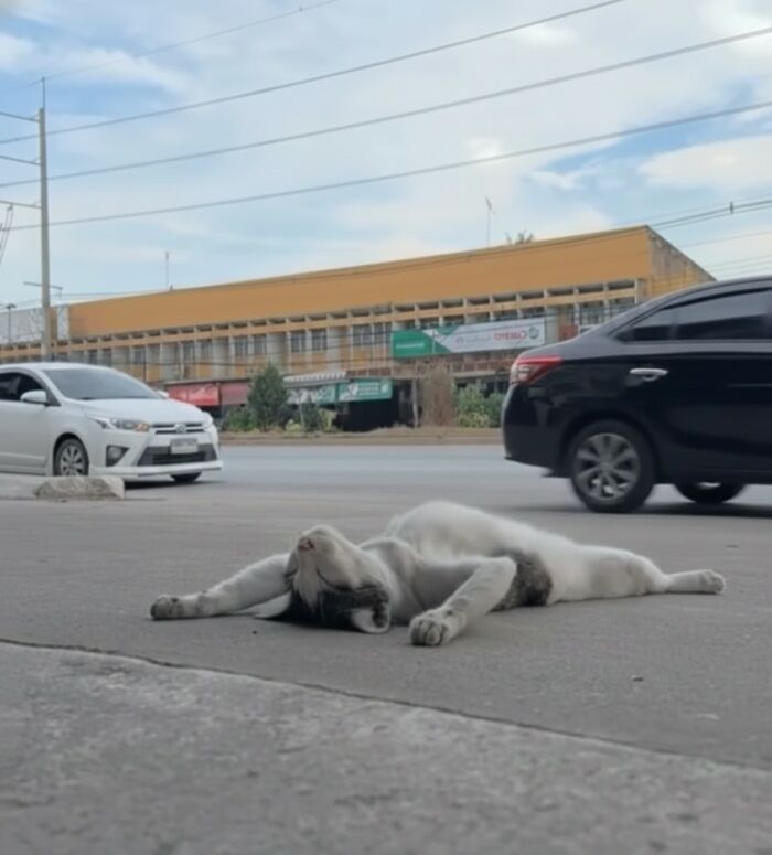 A cat lying sprawled on the sidewalk by a busy street, one of the hilarious moments caught on camera.