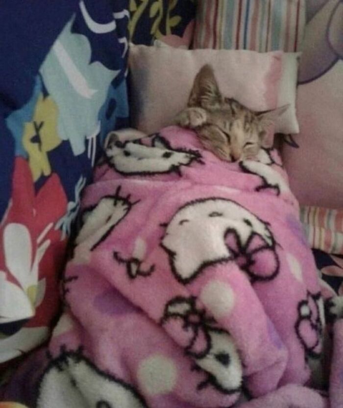 Cat wrapped in a pink blanket sleeping peacefully on a couch, showing the natural comedian charm of cats.