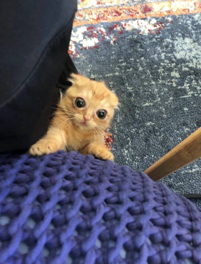 Small orange kitten with wide eyes clinging to a blue knitted blanket, showcasing cats as natural comedians.
