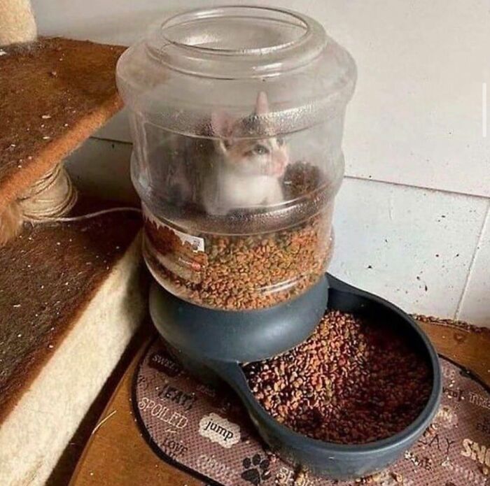 Cat inside a kibble dispenser filled with dry cat food, showcasing natural comedian behavior on a viral page.