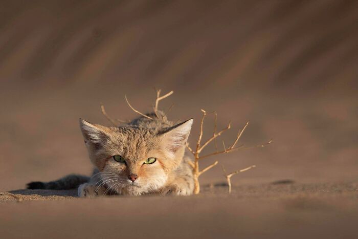 A wild cat lying low on sandy ground with a small dry plant, showcasing natural comedic behavior.