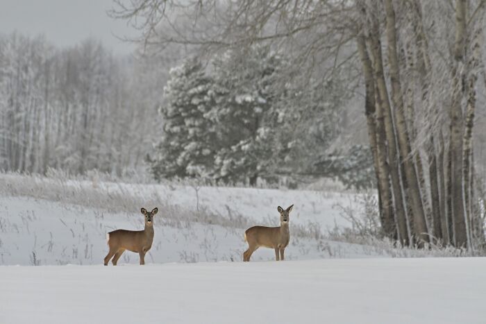 Two deer standing in a snowy field surrounded by frosted trees, showcasing cozy winter scenes without stepping into the cold.