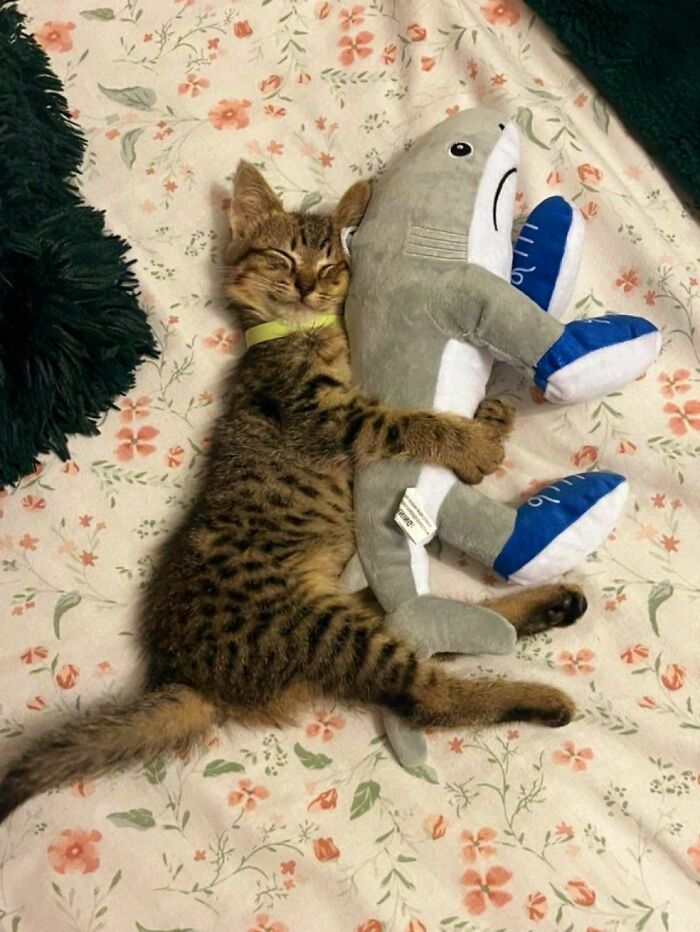 Cute tabby cat cuddling a stuffed shark toy on a floral blanket, showcasing cats natural comedic charm.
