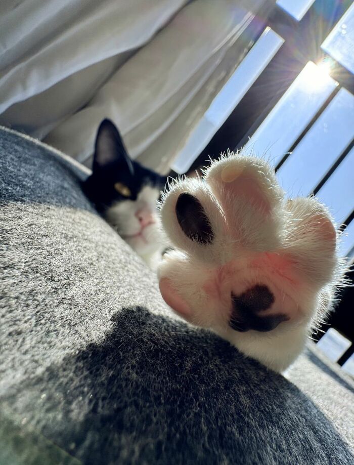 Close-up of a cat paw with sunlight shining through window, showcasing cats natural comedians charm and playful nature.