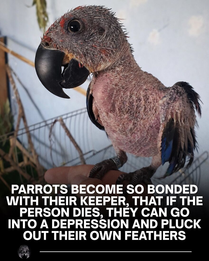 A close-up of a featherless parrot displaying signs of feather-plucking behavior related to stress and depression.