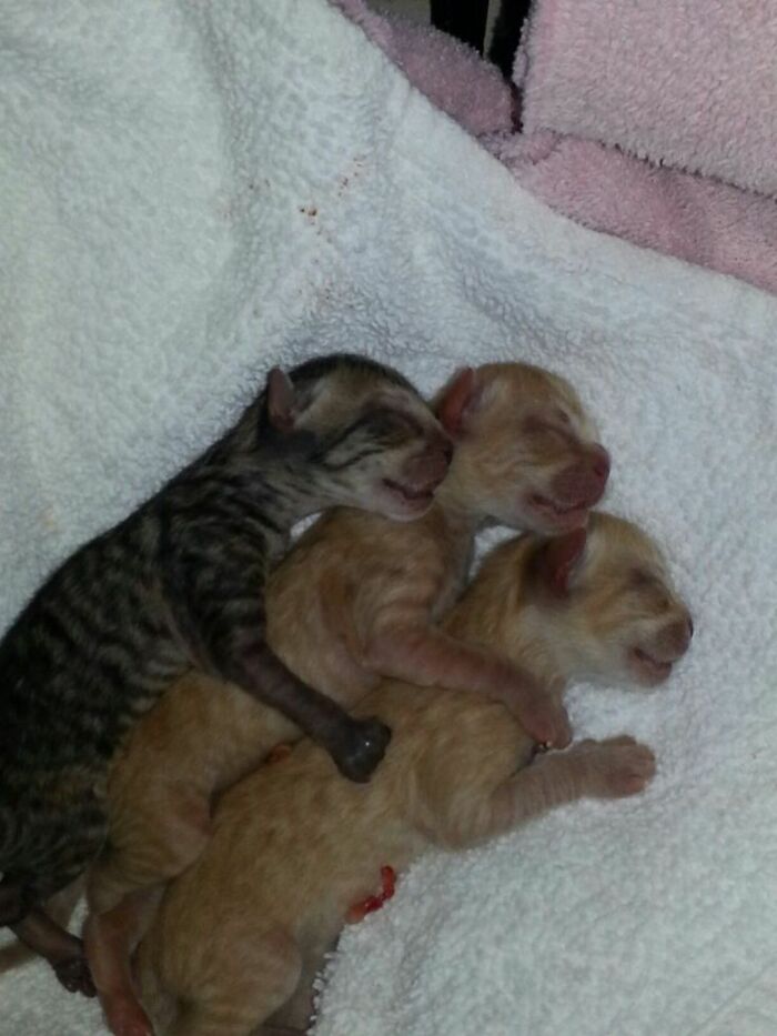 Three newborn kittens sleeping closely together on a soft white blanket, showing natural cat behavior.