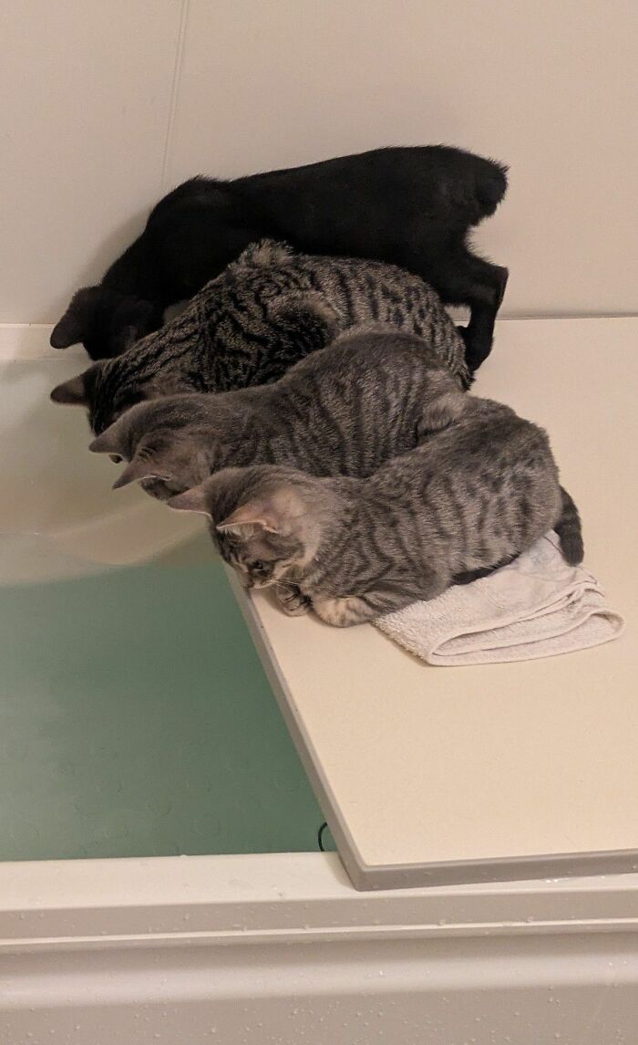 Four curious cats lined up and peering into a bathtub, showcasing natural comedian behavior of cats.