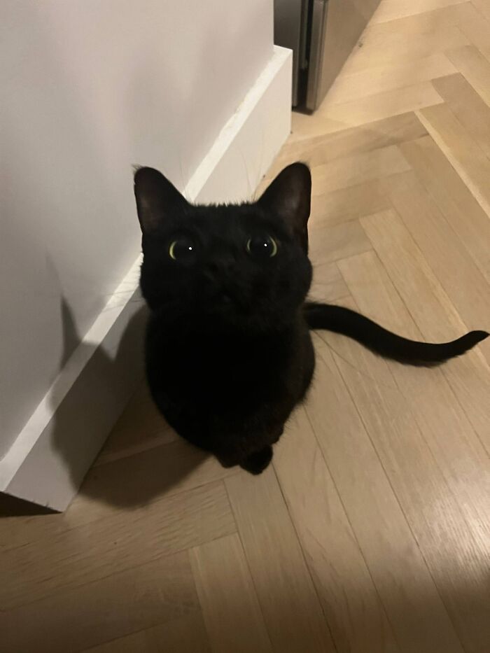 Black cat with wide eyes sitting on wooden floor, showcasing natural comedian expression in a viral cat photo.