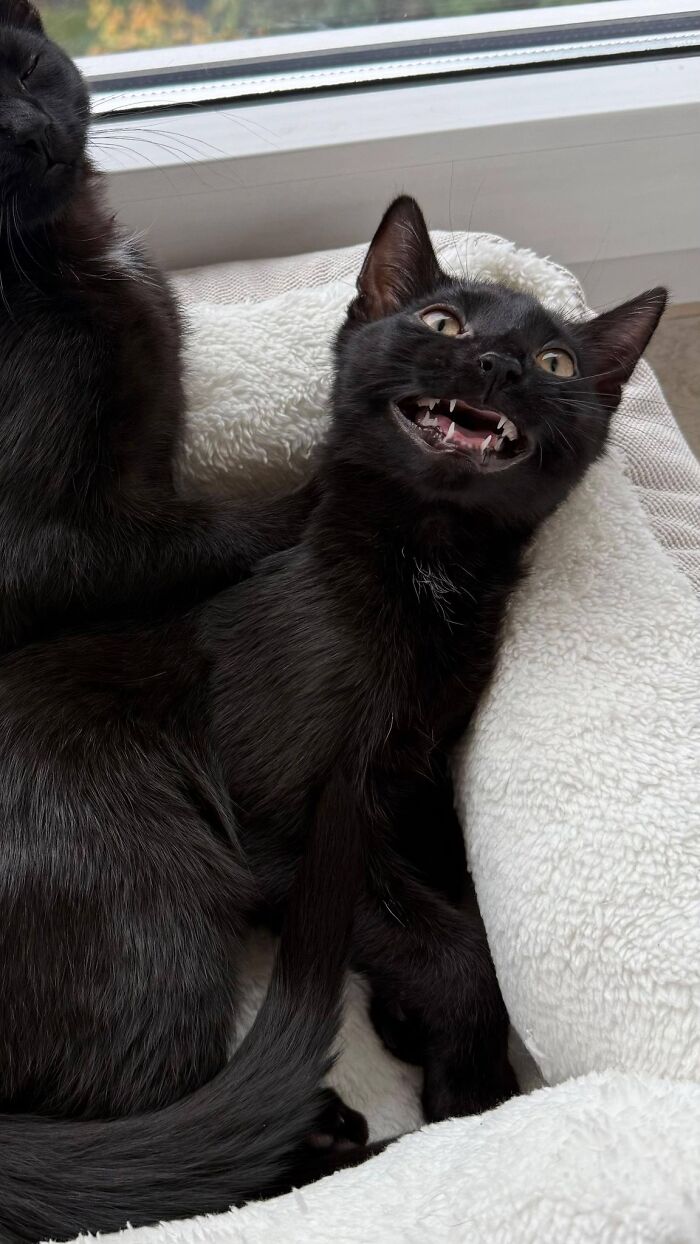 Two black cats resting on a soft blanket by the window, one making a funny expression showing its teeth.