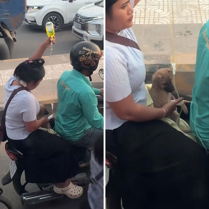 Woman caring for a puppy with IV drip on a motorcycle, showing a touching human-animal bond in urban traffic.