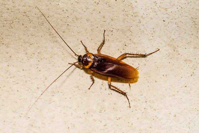 Cockroach on a beige textured surface illustrating a moment so ridiculous people thought they were being pranked.