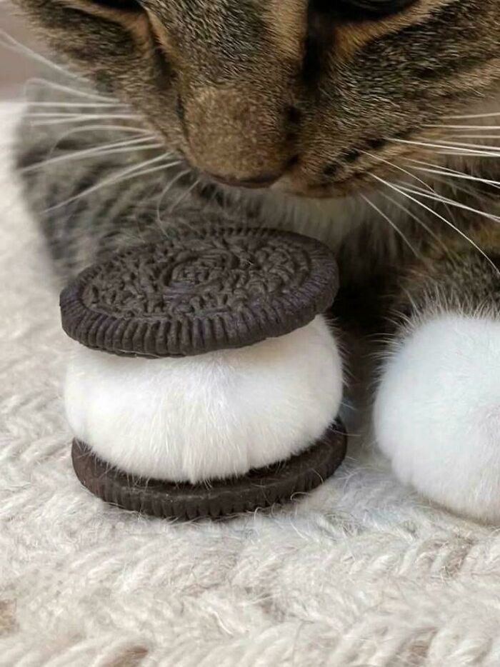 Close-up of a feline employee with white paws between Oreo-like cookie halves, showcasing cuteness and charm.