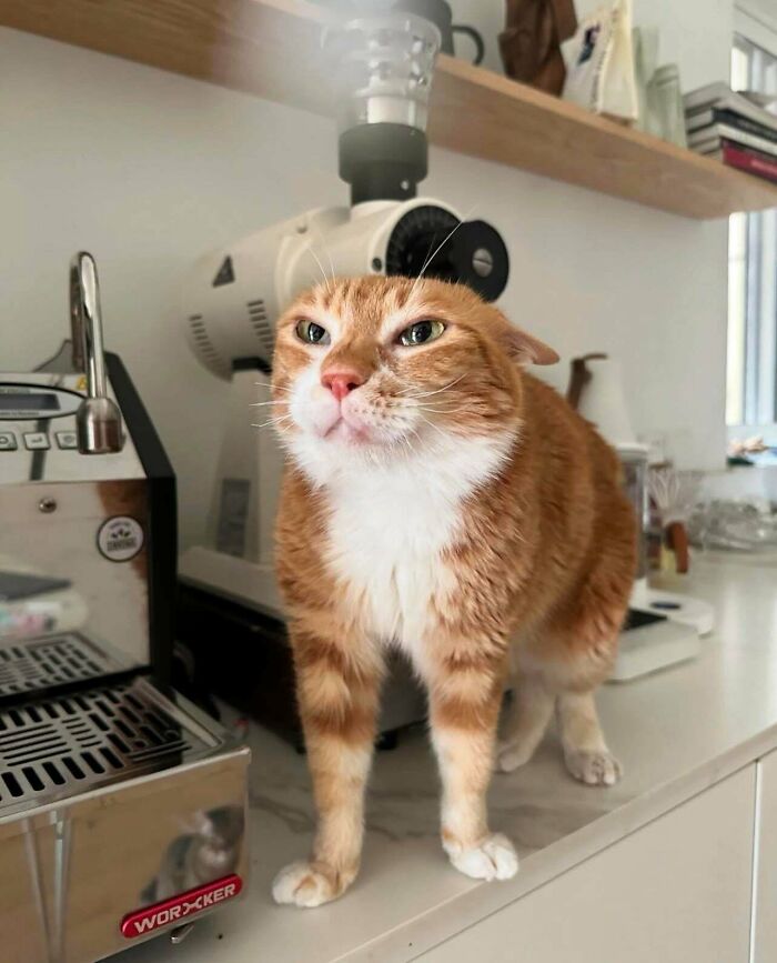 Orange and white feline employee standing on a kitchen counter next to a coffee machine, looking cute and attentive.