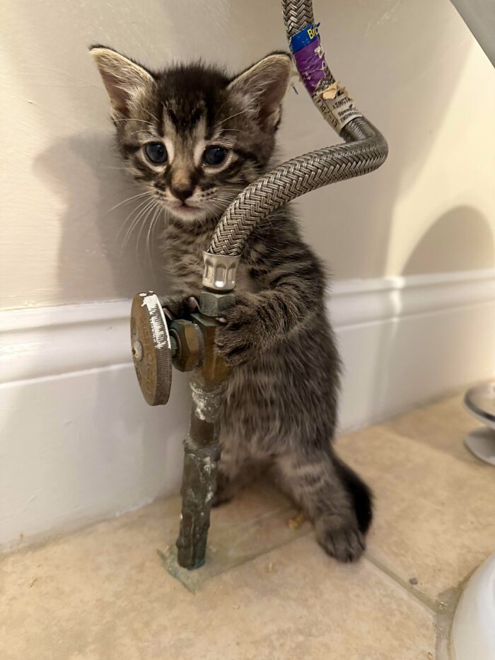 Adorable feline employee kitten gripping a valve in a home setting showing charming curiosity and cuteness.