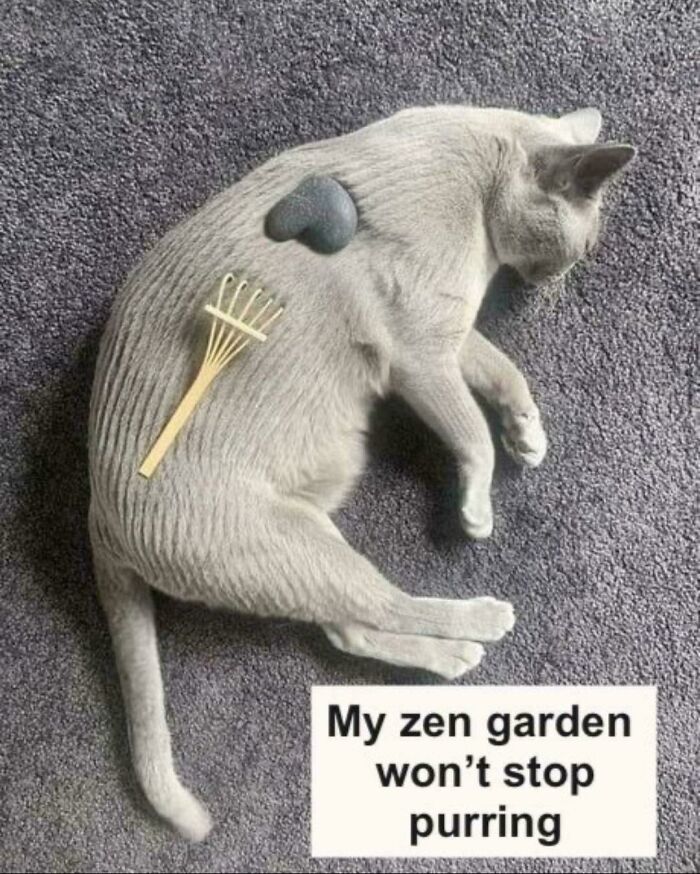 Gray cat lying on carpet with a heart stone and small rake on its back, representing a cute feline employee at rest.