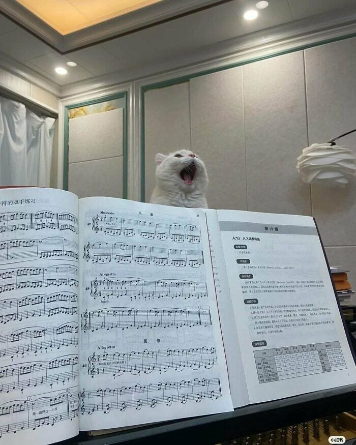 White feline employee yawning behind open music book on a piano, showcasing cute behavior in an indoor setting.