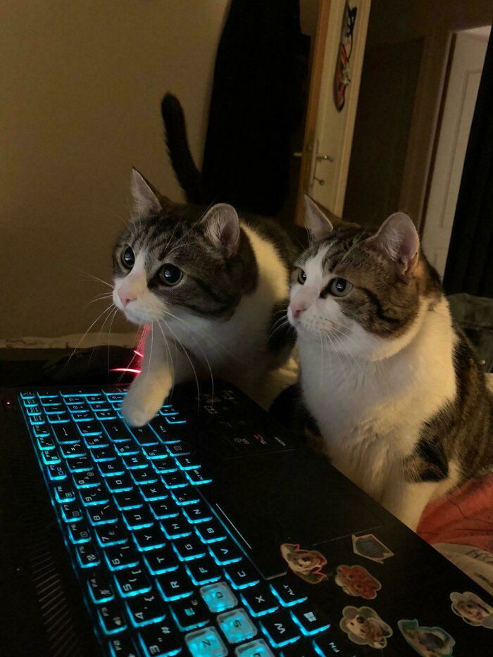Two cute feline employees intently interacting with a glowing laptop keyboard in a dimly lit room.