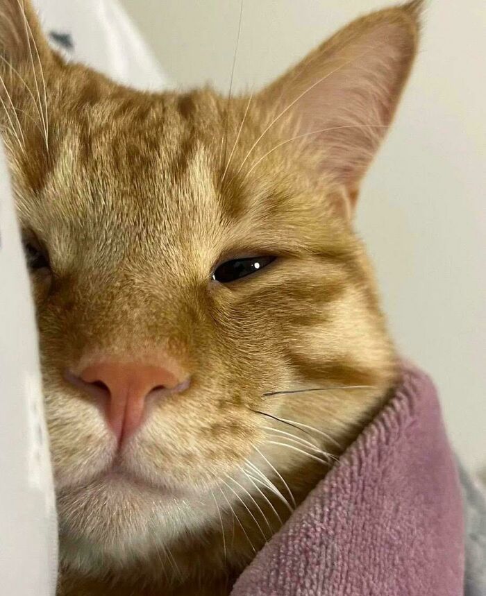Close-up of a sleepy orange tabby cat wrapped in a purple towel, showcasing feline employees deserving a raise for cuteness.