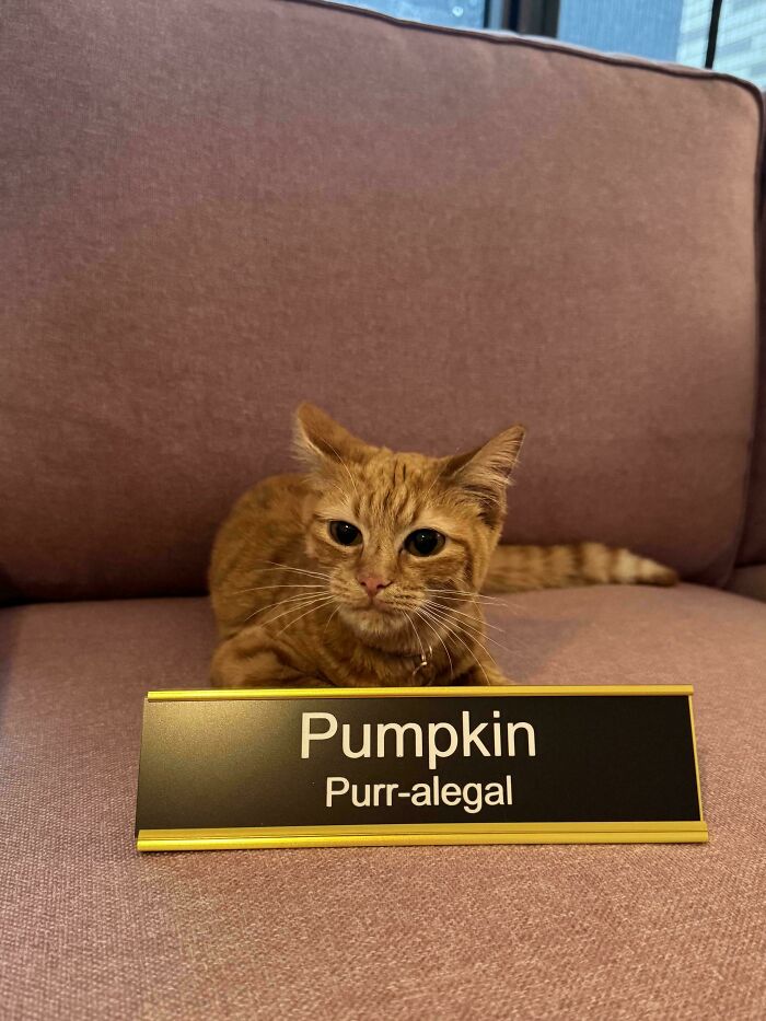 Orange tabby cat named Pumpkin with a nameplate, one of the feline employees who deserve a raise for being this cute.