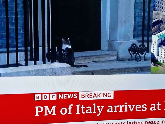 Cat sitting on doorstep behind railings, showcasing feline employees who deserve a raise for being this cute.