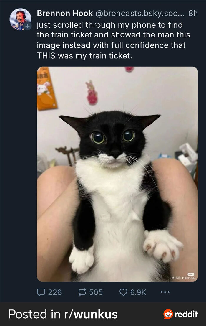 Black and white cat with large round eyes sitting on a person's lap, one of 109 feline employees who deserve a raise for being cute