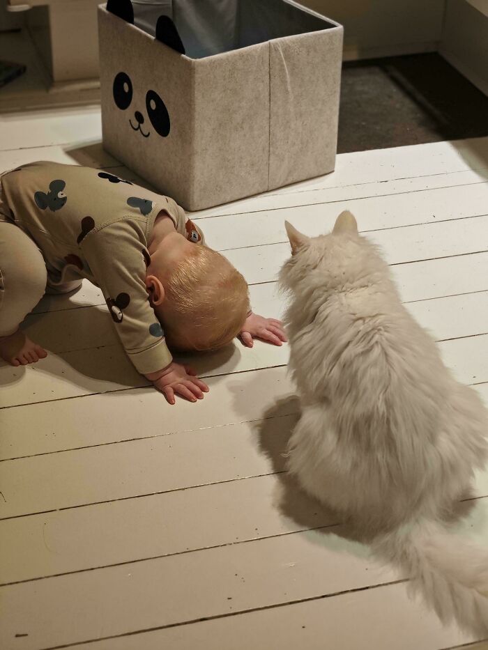 Baby playing on white floor facing a fluffy white cat near a panda-themed storage box in a cozy room.