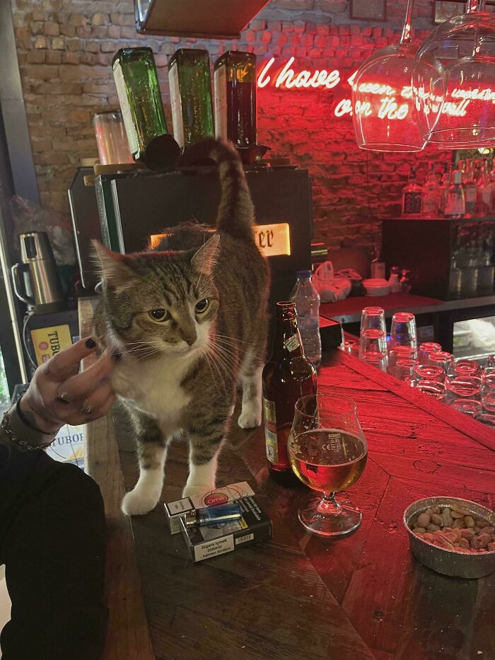 Tabby cat standing on a bar counter with drinks, snacks, and bottles, showcasing cute feline employee moments.