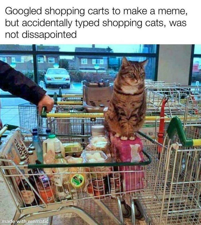 Tabby cat sitting in a shopping cart filled with groceries, a cute feline employee captured in a retail setting.