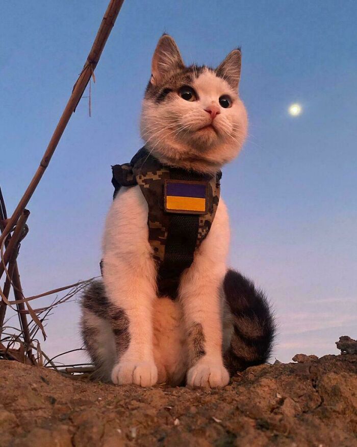 Cute feline employee wearing camouflage harness sitting outdoors under a clear sky with the moon visible.