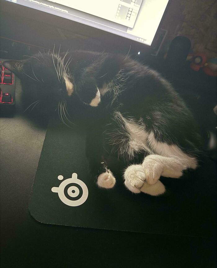 Black and white feline employee sleeping curled up on a mousepad by a computer keyboard and monitor.